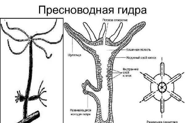 Модератор на кракене